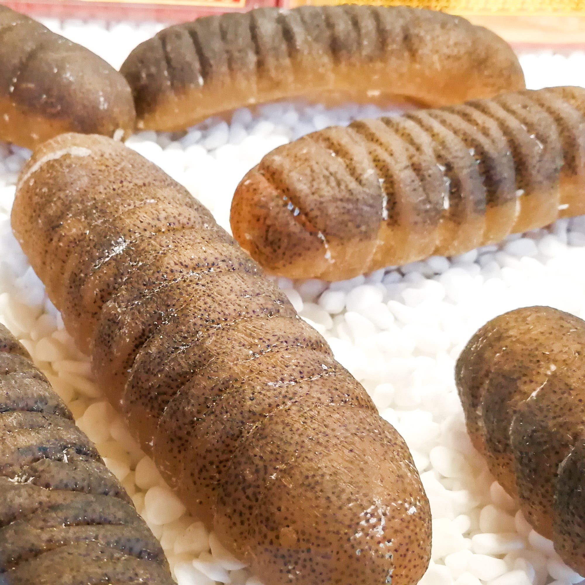 Sea Cucumber (Blast Frozen) 1000g Meat Krafters