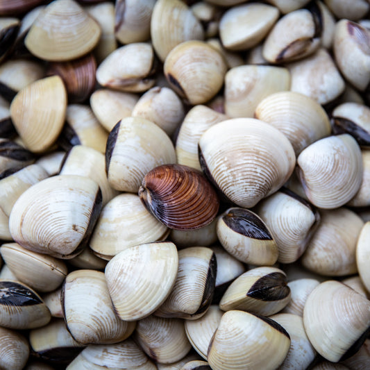 White Clam (Frozen) - 1kg